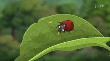 Insect Control
