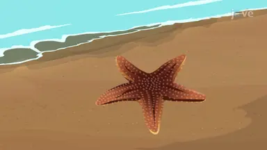 Echinoderms I