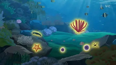 Echinoderms II
