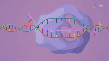 Transcription