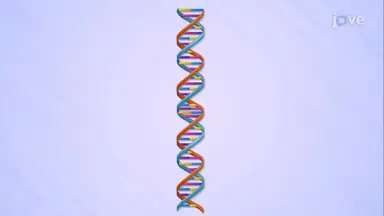 Recombinant DNA