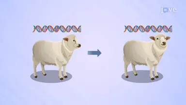 Cloning