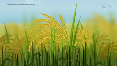 Biotechnology in Agriculture