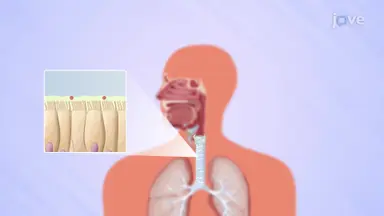Innate Immune System