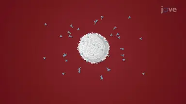 Humoral Response