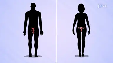 Reproductive System Disorders