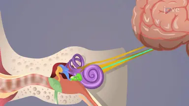 Impact on Human Hearing