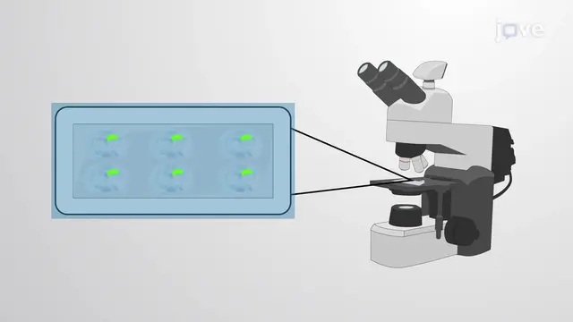 Analyzing Gene Expression and Function