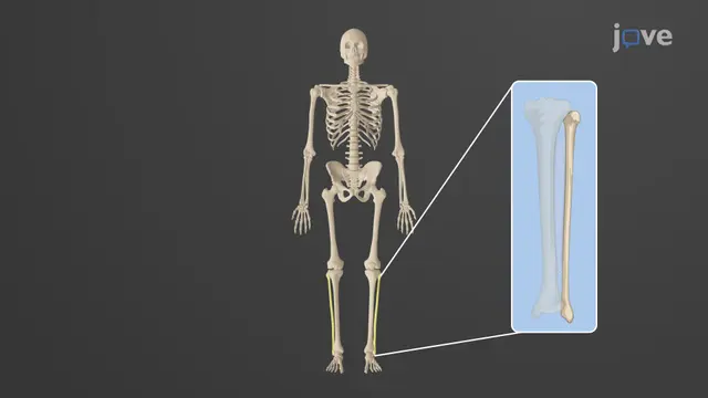 The Appendicular Skeleton