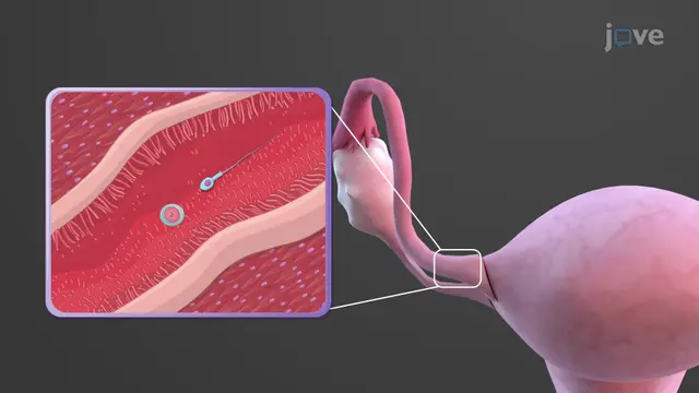 The Reproductive System
