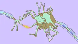 Cell Signaling