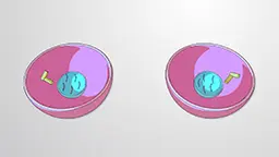 Meiosis