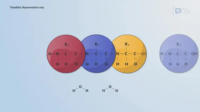 Macromolecules