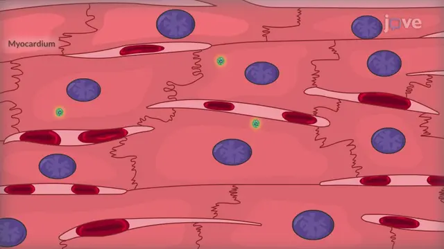 Infectious Diseases of the Heart