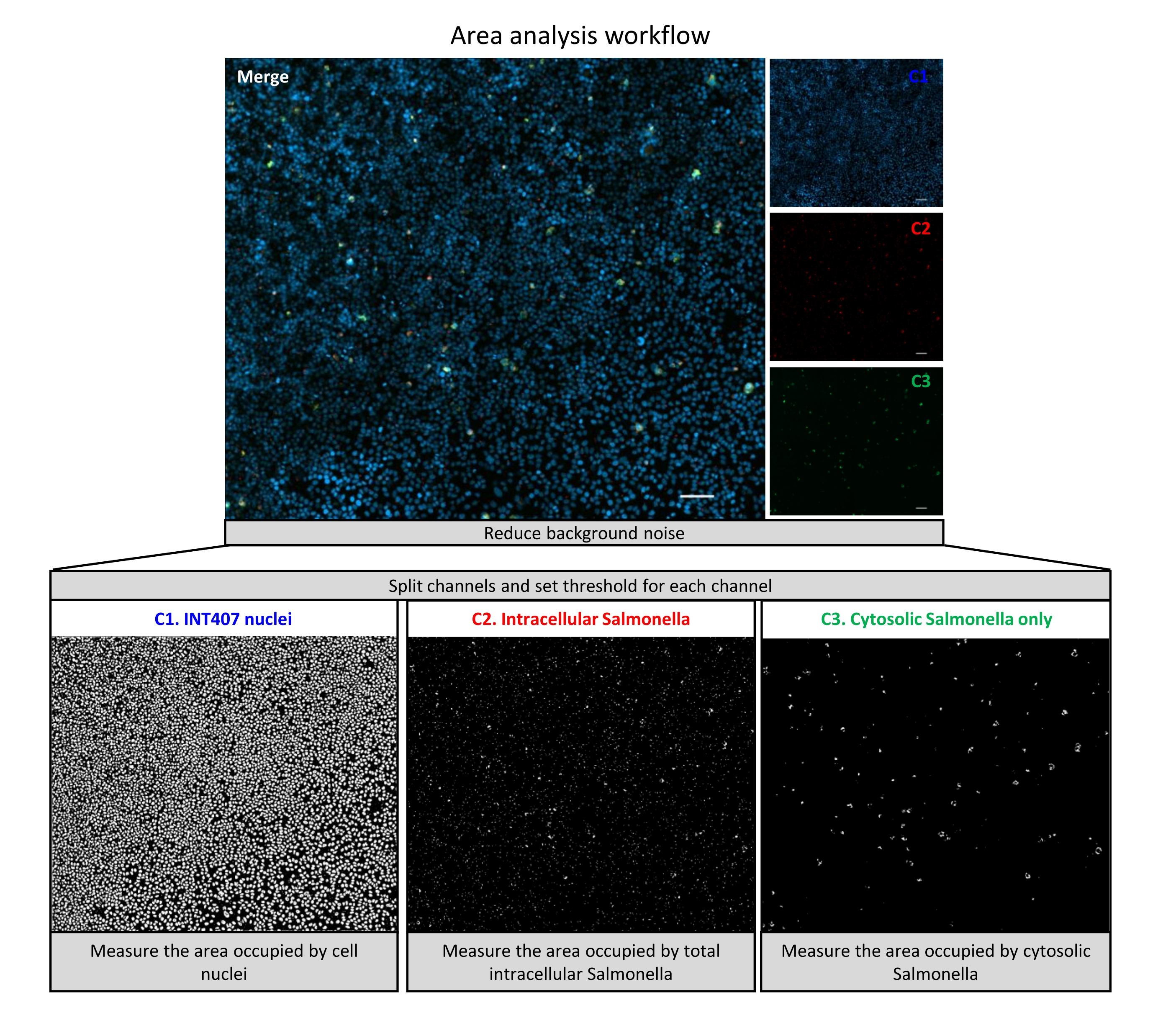 Automated Analysis of Intracellular Phenotypes of Salmonella Using ...