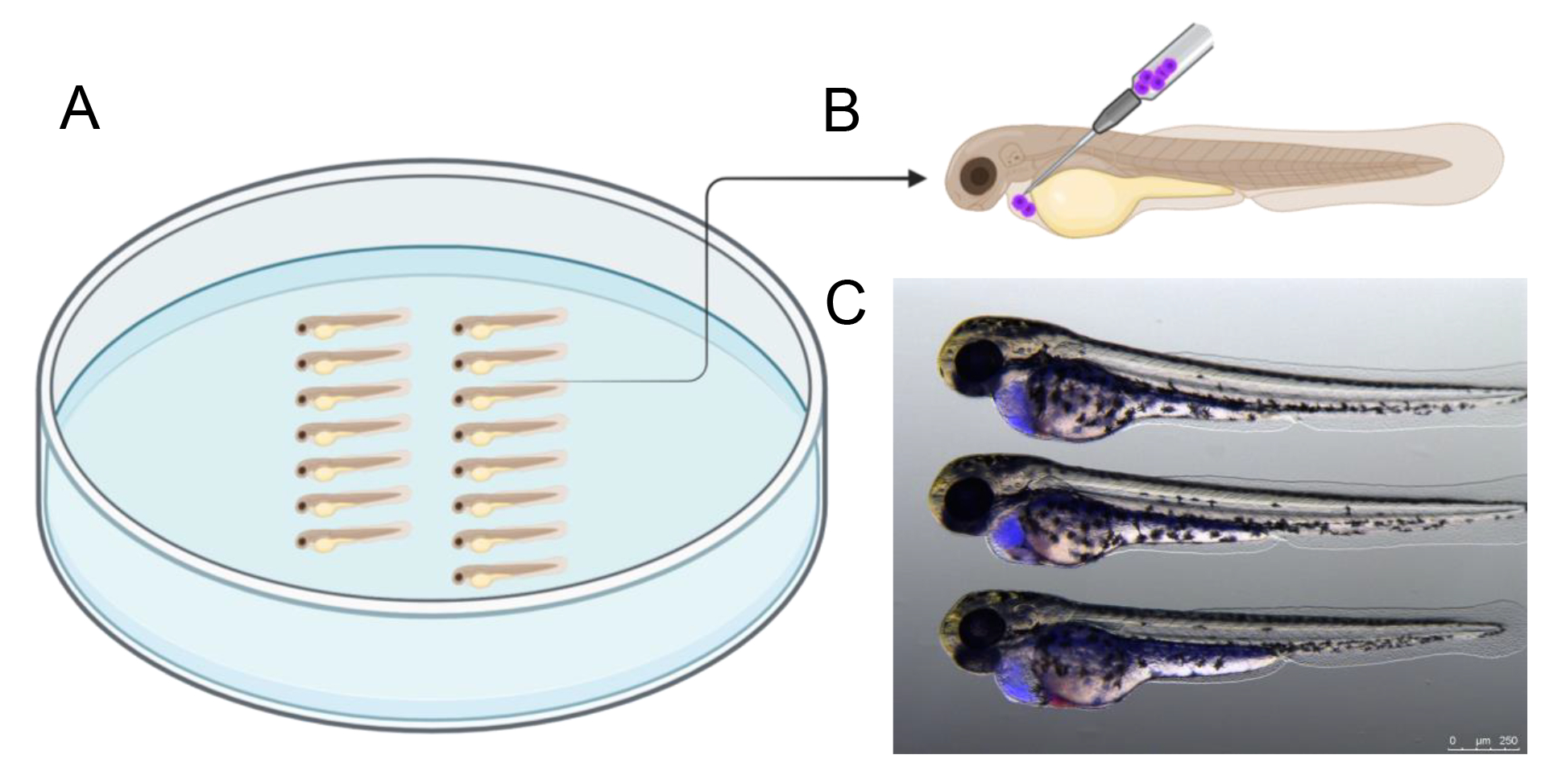Predicción rápida de la respuesta a fármacos in vivo mediante injertos ...