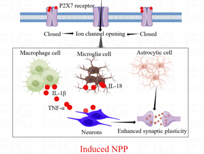 The P2X7 Purinergic Receptor Modulates Neuroimmune and Neuronal ...