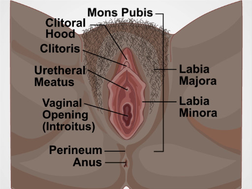 Anatomía de una intimidad confusa: cuando una vagina normal se convierte en  un complejo, Psicología, Buenavida