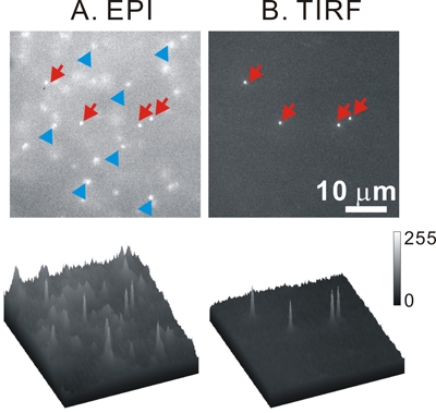 figure-protocol-4 EPI vs. TIRF microscopy diagram; contrast comparison, cellular imaging, fluorescence technique.