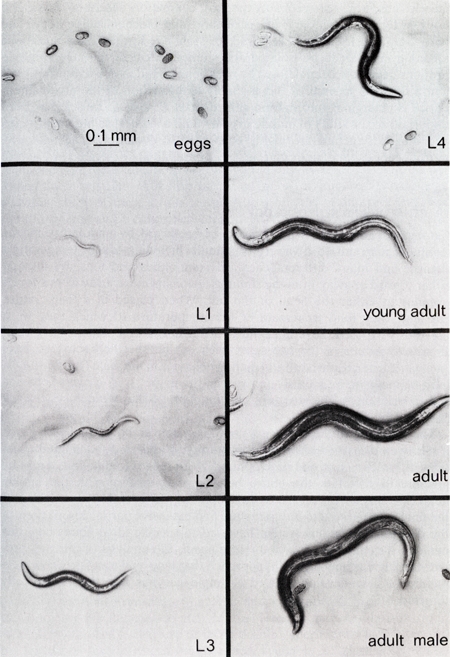 figure-protocol-1 Nematode lifecycle diagram: egg to adult stages, including L1-L4 larvae and adult male development.