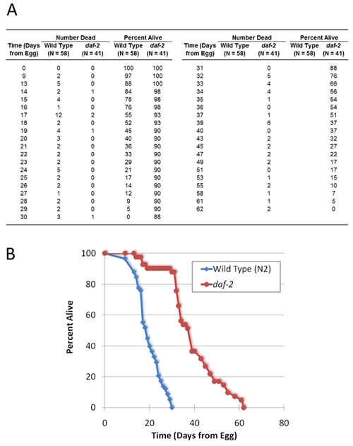 figure-protocol-2 Life span analysis; survival outcome table and graph for Wild Type vs. daf-2 over time (days).