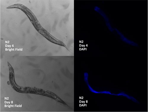 figure-protocol-3 C. elegans development stages, microscopy: bright field vs. DAPI fluorescence, Day 4 & 8 comparison.