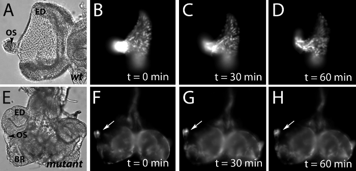 Wild-type vs mutant cell division process; time-lapse microscopy, t=0 to 60 min; analysis of ED, OS.