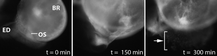 Cellular dynamic changes over time; microscopy image sequence; timepoints: 0, 150, 300 mins.