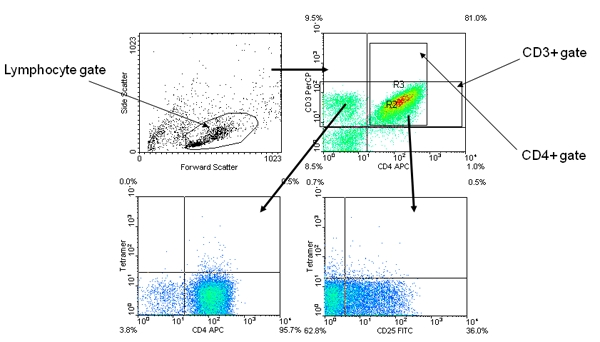 figure-protocol-1 Flow cytometry diagram; lymphocyte gating and CD3+, CD4+ analysis; cell population differentiation.