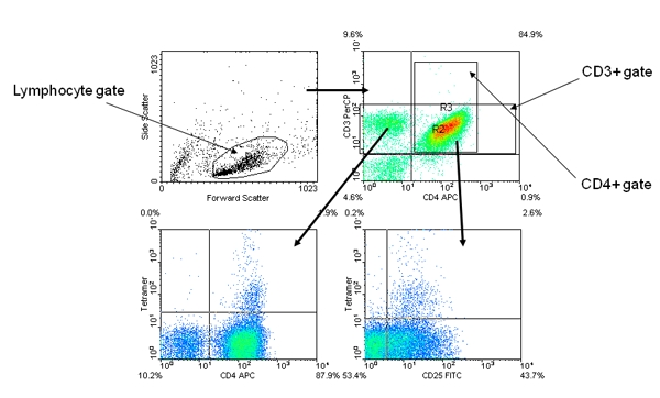 figure-protocol-2 Flow cytometry diagram showing lymphocyte gating; CD3+, CD4+ analysis in scatter plots.