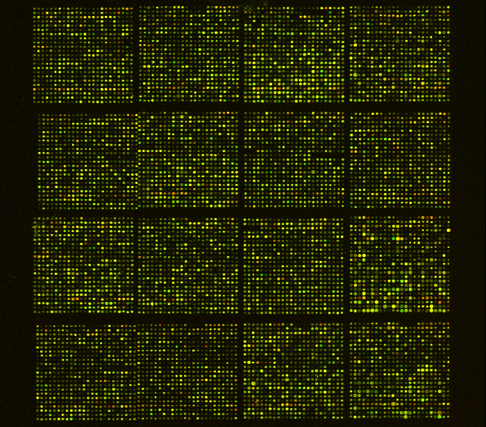 figure-protocol-1 DNA 微阵列分析,基因表达数据,实验结果,荧光检测。