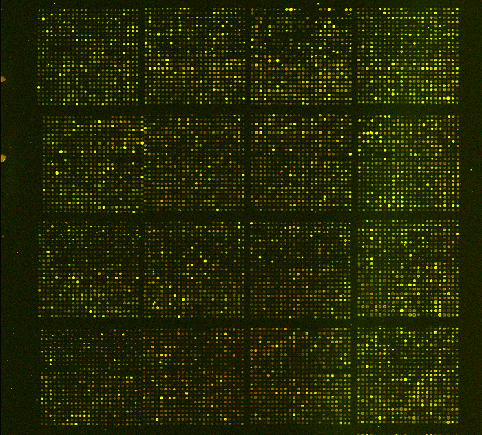 figure-protocol-2 微阵列基因表达分析;网格图中的荧光检测;生物信息学数据。
