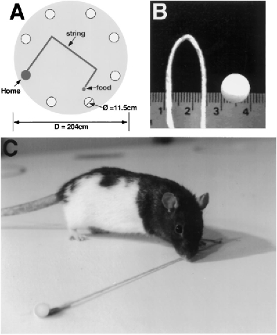 figure-protocol-1 Maze experiment diagram, string measuring setup, and rat navigating maze for behavior analysis.