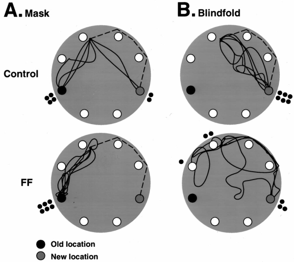 figure-protocol-10 Maze navigation experiment, control vs. blindfold, path tracking diagram, spatial awareness study.