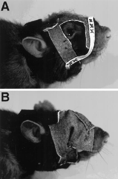 figure-protocol-2 Rodent nasal obstruction experiment; mask setup for airflow study; two images of rat models.