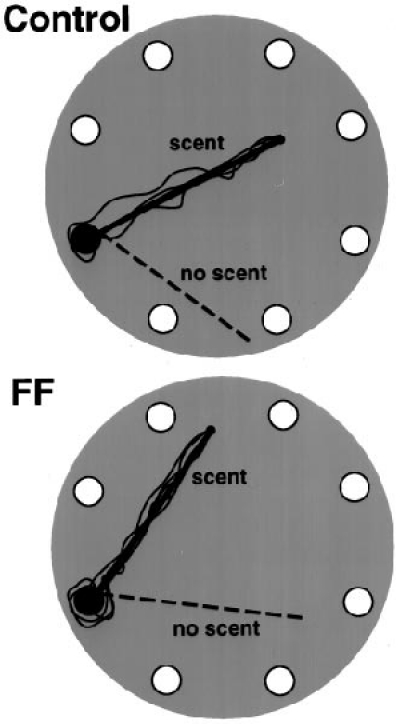 figure-protocol-3 Behavioral response diagram to scent stimulus, comparing control and FF setups.