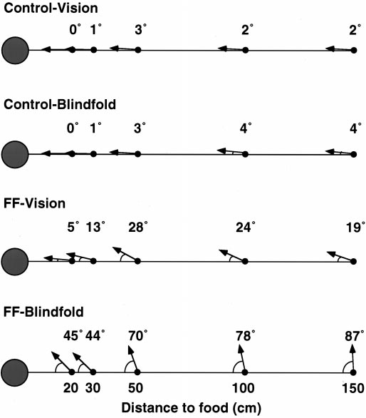 figure-protocol-5 Directional bias in ant navigation; angles plotted vs. food distance; experimental setup comparison.
