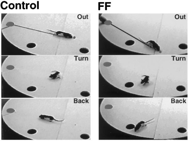 figure-protocol-6 Mouse behavior analysis on circular platform, comparing control vs FF groups; experiment observation.