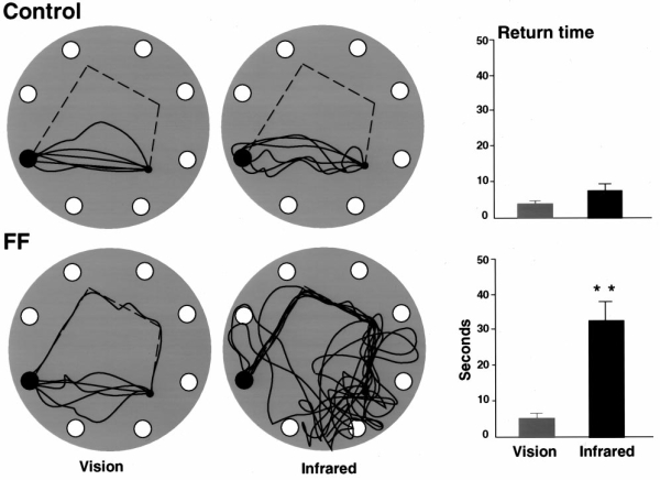 figure-protocol-8 Maze navigation paths and bar graph comparing control and FF groups under vision and infrared conditions.
