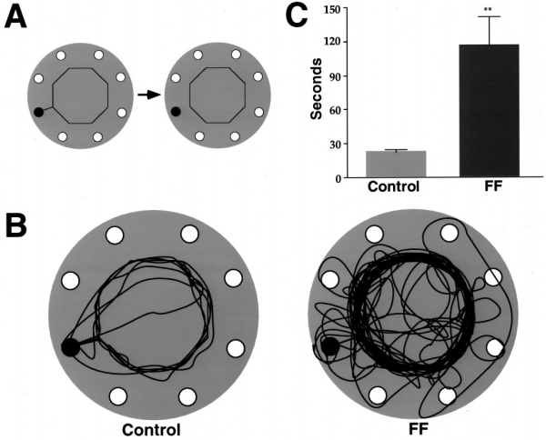 figure-protocol-9 Behavioral experiment diagram; setup and results comparison between control and FF groups.