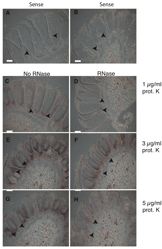 figure-protocol-3