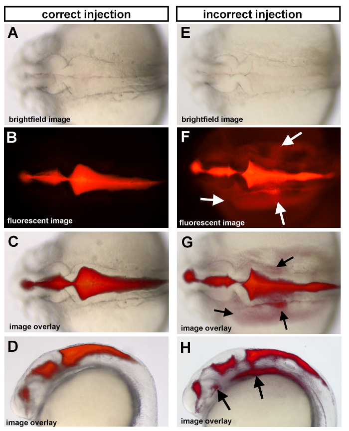 figure-protocol-1 Correct vs. incorrect injection in embryos; brightfield and fluorescence microscopy images; image overlays.