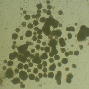 figure-protocol-2