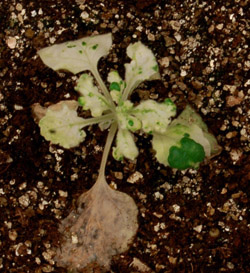 Plant pathology experiment; Arabidopsis with leaf chlorosis, soil substrate, visual analysis of symptoms.