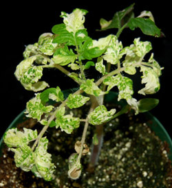 Plant disease research, chlorosis symptom, green-yellow leaves, botany experiment, growth analysis.