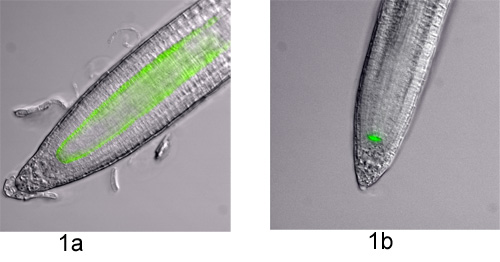 figure-protocol-1 Microscopy of nematode GFP expression; (1a) full-body, (1b) localized, fluorescence analysis.