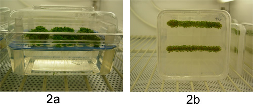 figure-protocol-2 In vitro plant growth; tissue culture setup; experimental study; plant biotechnology research.