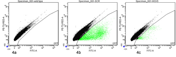 figure-protocol-4 Flow cytometry analysis, FITC and PE-Tex-Red-A signal scatter plots; data analysis of 3 specimens.