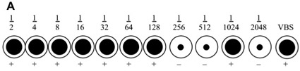 figure-protocol-1 Visual comparative analysis of dilution series spots in a chromatography experiment diagram.