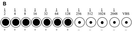 figure-protocol-2 Serial dilution diagram depicting antibody concentration series from 1/2 to 1/2048 with control.